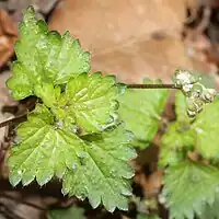 菱形状卵形の葉、縁に数対の深い鈍葉牙がある