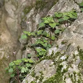 カテンソウ、鈴鹿山脈の藤原岳（三重県いなべ市）にて、2015年4月25日撮影