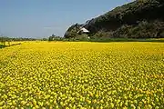 蛇園出清水地区の菜の花畑