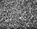 星型のDiscoasterと少量の円石藻の微小化石から構成される石灰質の海底堆積物のイラスト