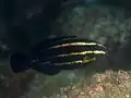 幼魚。
