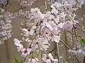 南蔵院の桜（駐車場から見た桜）