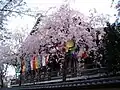 南蔵院の道路から見た風景