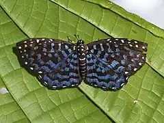 Napaea heteroea, エクアドル