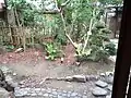 茶室より前庭を眺める