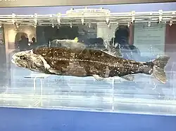 ヨコヅナイワシ