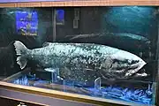 冷凍標本（サンシャイン水族館所蔵）