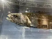 頭部（パラタイプ標本・海洋研究開発機構所蔵）