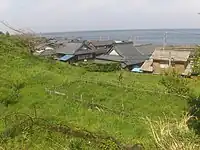 越前海岸の水仙畑（下岬）※非開花期