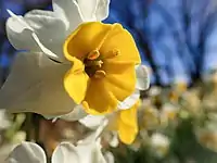 スイセンの花の近接撮影(相模原公園にて撮影)