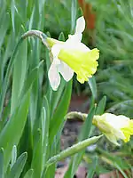 黄色い部分が副花冠(スイセン属の一種)