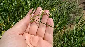 subsp. angustissima の葉。