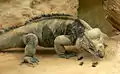 サイイグアナ (Cyclura cornuta)