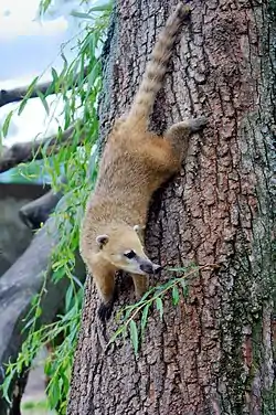 アカハナグマ