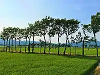 はざ木(新潟市西蒲区)