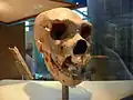 アタプエルカ遺跡（英語版）から発見された頭骨（ロンドン自然史博物館）