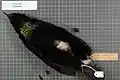 Parotia sefilata (オス)