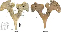 ナヴァホケラトプス頭頂骨