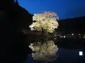 夜の苗代桜