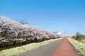 桜が満開時の当地石田大橋付近から約1キロ程続いている