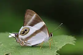 Abisara neavei, ウガンダ