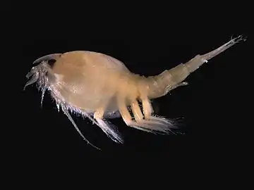 コノハエビ類の1種 Nebalia bipes