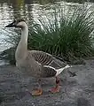 サカツラガンA. cygnoides