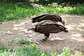 ズキンハゲワシ
