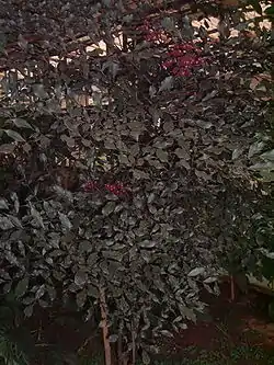 リーア・ルブラ