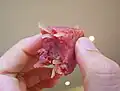指との大きさ比較