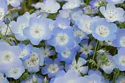 ネモフィラの花