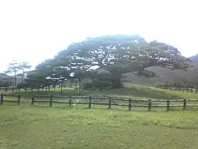  念頭平松（2004年）