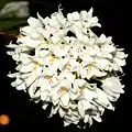花の拡大