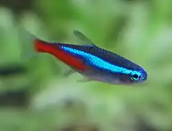 ネオンテトラ