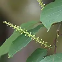 総状花序を出し、花序の上部に多数の黄色の雄花を付け、基部に1-3個の雌花を付けるが、雌花を欠くこともある