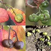 左上：若い果実右上：3個の雌花をつけた花後の若い果実、三角状球形の蒴果で先端に花柱が残る左下：熟した果実右下：落下した若い果実