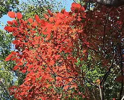 紅葉したシラキ、鈴鹿山脈、三重県いなべ市にて、2019年10月28日撮影