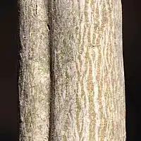 樹皮は灰褐色または灰白色でなめらかで縦すじが入る