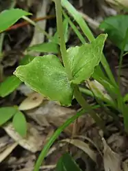 葉は無柄で2個つく。