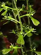 花は帯緑色で紫色を帯びない。唇弁の先端は2裂するが裂片は互いに重なり合う。