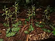 集まって生える。