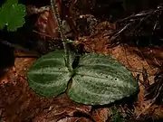 葉は茎の下方につき、白色の不鮮明な斑紋があり、縁は細かく波打つ。