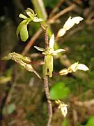 花。唇弁の先は2裂する。