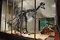 ネオヴェナトル骨格