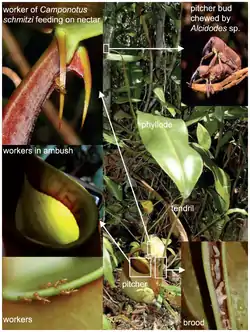 ネペンテス・ビカルカラタに生息する Camponotus schmitzi 。