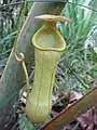 下位の捕虫袋