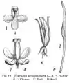 Nepenthes phyllamphora