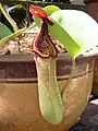 捕虫袋と葉の先端の形が分かる