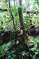 自生地の状態