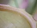 更に拡大・色の淡いタイプ